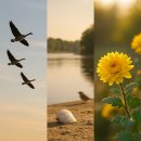 10월 8일(수) 찬 이슬이 내린다는 한로(寒露) 이미지