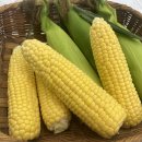 옥수수 동물병원 이미지