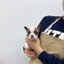 강아지분양 마이댕냥 일산점 이미지