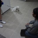 하남애견훈련소 이미지