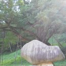 금산인삼명가