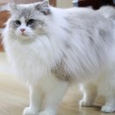 도로시캐터리 이미지