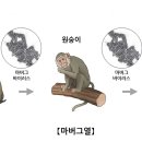 마버그열(Marburg hemorrhagic fever) 감염성 질환이란? 이미지