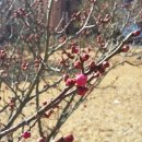 니캉내캉 이미지