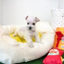 오독안심분양센터 강아지분양 고양이분양 시흥점 이미지