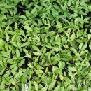 금촌농약사 이미지