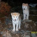 멍멍이가족 이미지