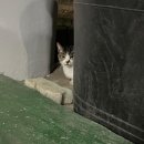 아름켄넬 | 부산 문현동에서 잃어버린 고양이를 19일만에 찾을 수 있었습니다. 고양이탐정, 집나간고양이찾기