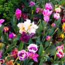 麗(려)노래연습장 | 시조(時調) : 조선 시대 《문신 박팽년》 「文臣 朴彭年」 금생여수(金生麗水)라 한들