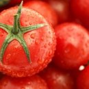 토마토전자(주) 이미지