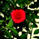 동백아가씨 이미지