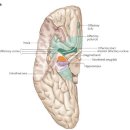 섬엽 (insula) 이미지