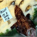 와수시장 이미지