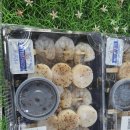 옥포동맛집 삼삼횟집 | 24시간무인매장 포장전문 거제시횟집 캠핑 회포장 후기