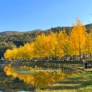 은행나무길 화장실 이미지