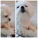 새신일사