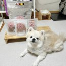 댕댕미식회 이미지