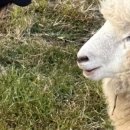 도윤목장 이미지