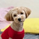 햅번독 | 햅번독에서 말티푸 미용 귀여워진 라면이 그리고 파괴력....왜인가....