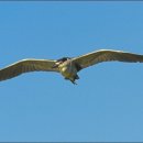 해오라기 이미지