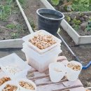 토종 단호박 씨앗 랜덤 방출 이미지