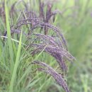 영월초등학교 이미지