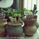 성호농원 이미지