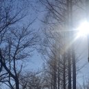 양재시민의숲 공원 테니스장 이미지