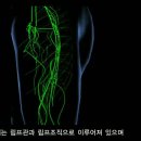 림프계의 구조 림프부종관리[국가암지식정보센터] 이미지