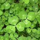 세잎클로버 이미지