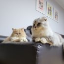 고양이 변비 고민 습식간식 프라미 드링크 후기