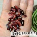 동부콩 심는시기부터 수확시기! 검정 동부콩 심기 이미지