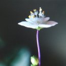 구노의 아베마리아 이미지