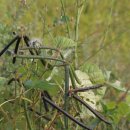 녹두로R 이미지