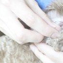 오키독키 이미지