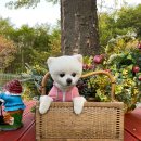 몽실하개 이미지