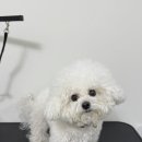 다시오개 이미지