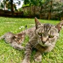 슬기로운 동물병원 이미지