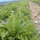 하얀민들레 이미지