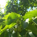 천수농원 이미지