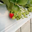 부리농장 | 수원 달콤 딸기체험농장 두 번째 다녀온 후기