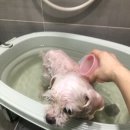 빵순돌이네 | 빵순돌이네 바스 강아지 상황버섯샴푸바 한방 유기농입욕제 강아지아토피 관리에 굿