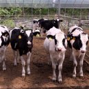 순영목장 이미지