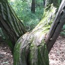 6월22일욜청정 물따라 평지계곡 숲길&amp;족.알탕트레킹(오대산선재길) 이미지