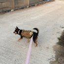 거부네집 | 강아지 산책거부 이유? 하네스 무서워하는 강아지 목줄로 바꿔본 솔직 후기