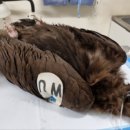 전라남도야생동물구조관리센터 이미지