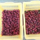 농부의 열매 이미지