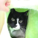 운정 숲 고양이호텔 이미지