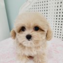 은하수펫샵 이미지