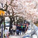 낙동강 벚꽃축제 푸드존 이미지